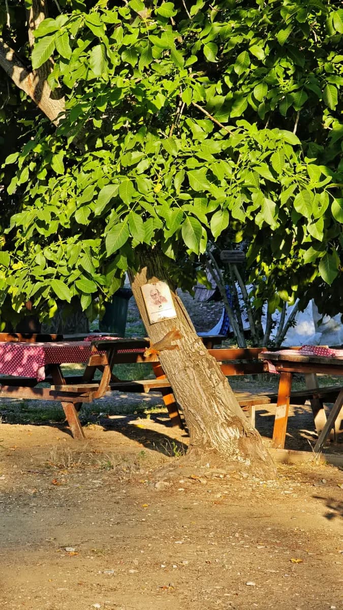 Ulu bir ağacın gölgesindeki piknik masaları