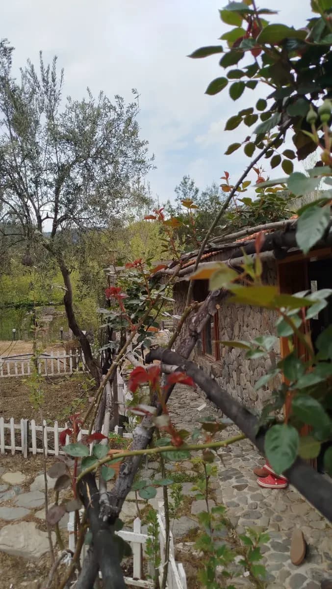 Ağaçların altında çitle ayrılmış bahçe